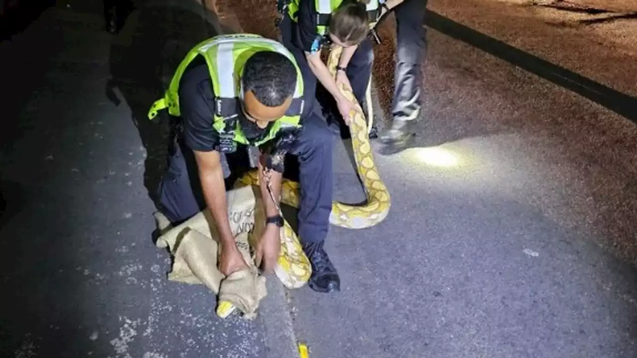 West Bromwich: Police rescue 12ft-long yellow snake 'without too many slips and slides'