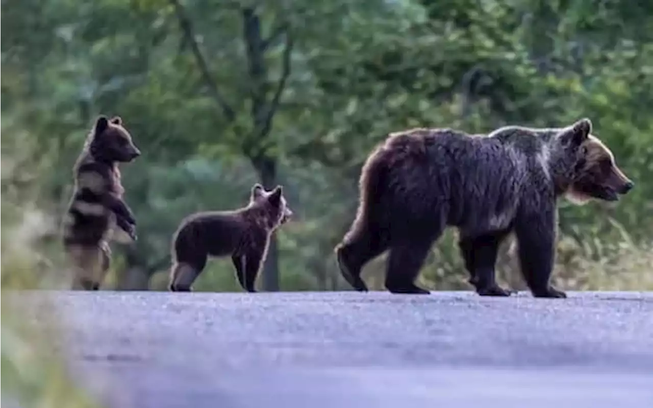 Cuccioli orsa Amarena avvistati nel Parco d'Abruzzo