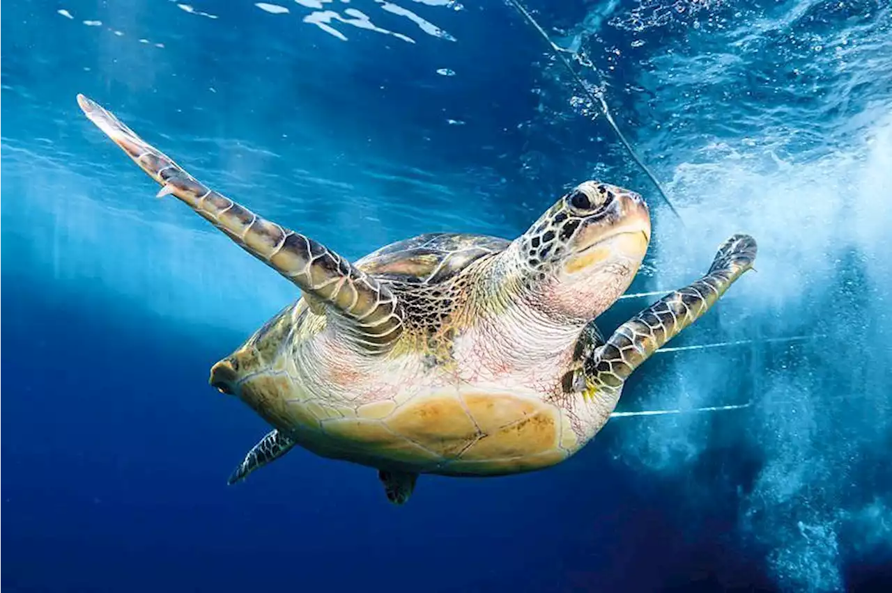 Turtles in trouble
