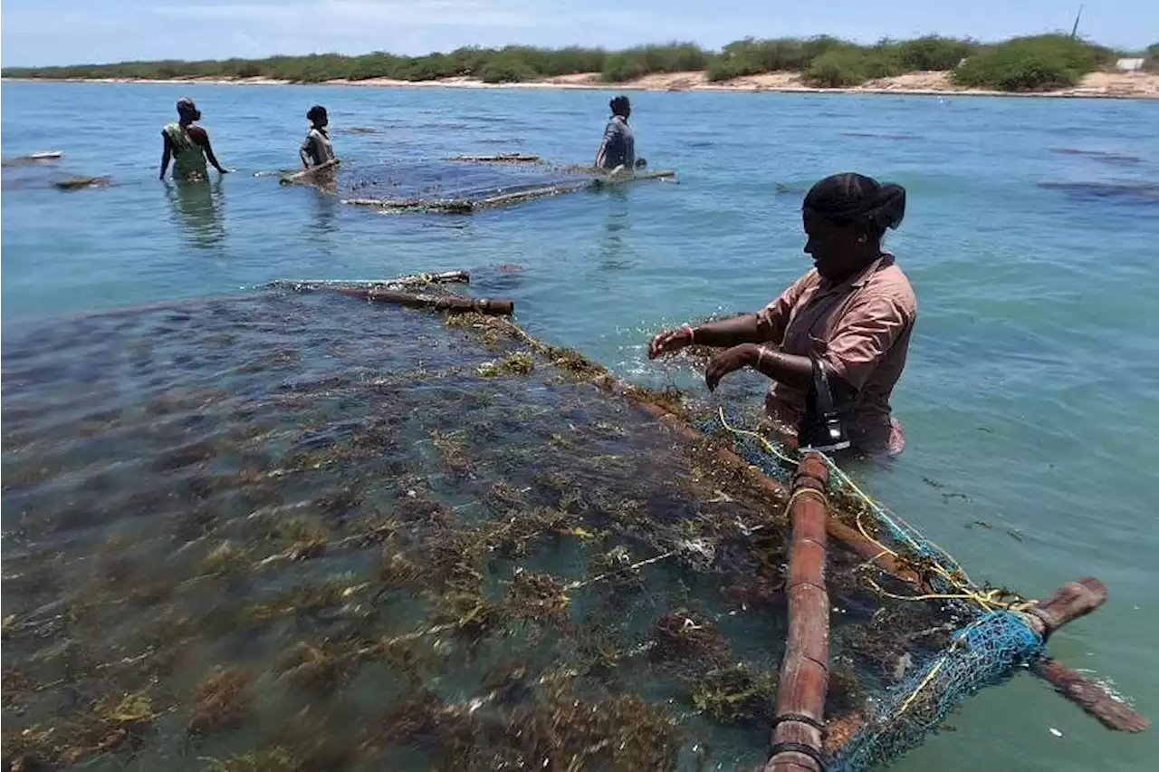 India bets on seaweed's future as food industry appetite grows