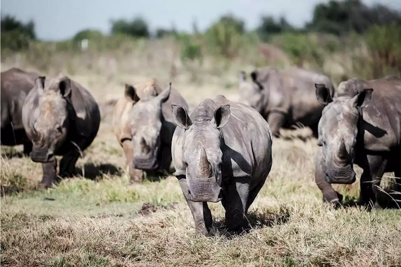 S.African rhino farm, world's largest, bought by NGO