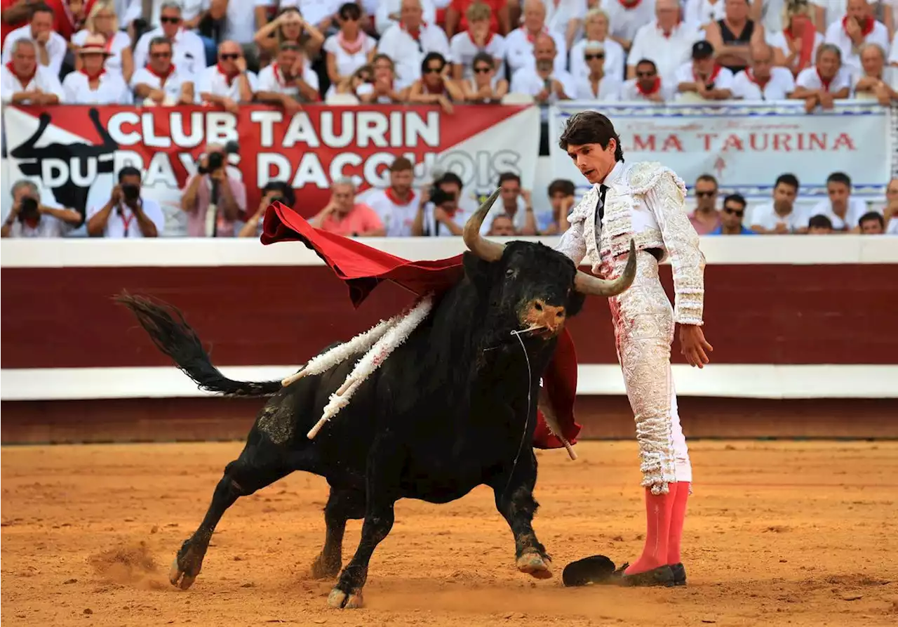 Landes : Fuente Ymbro, Vieux-Boucau et novillo, dans nos échos taurins