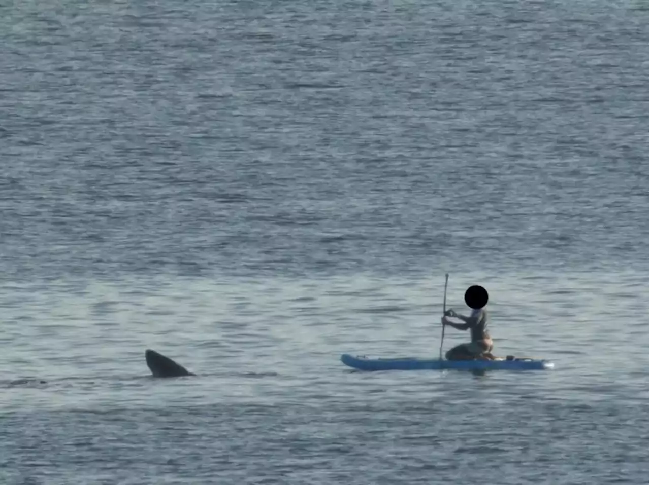 Scottish paddleboarders come face-to-face with basking shark