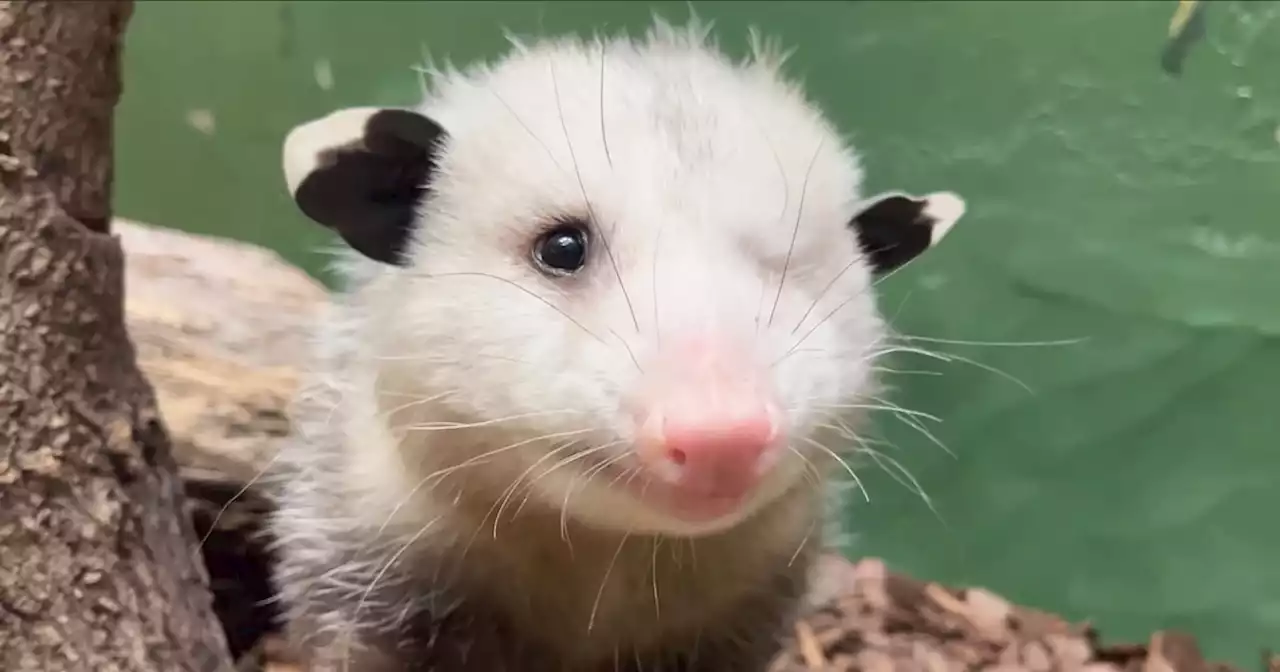 Meet Basil, the National Zoo's one-eyed opossum that 'enjoys being cozy'