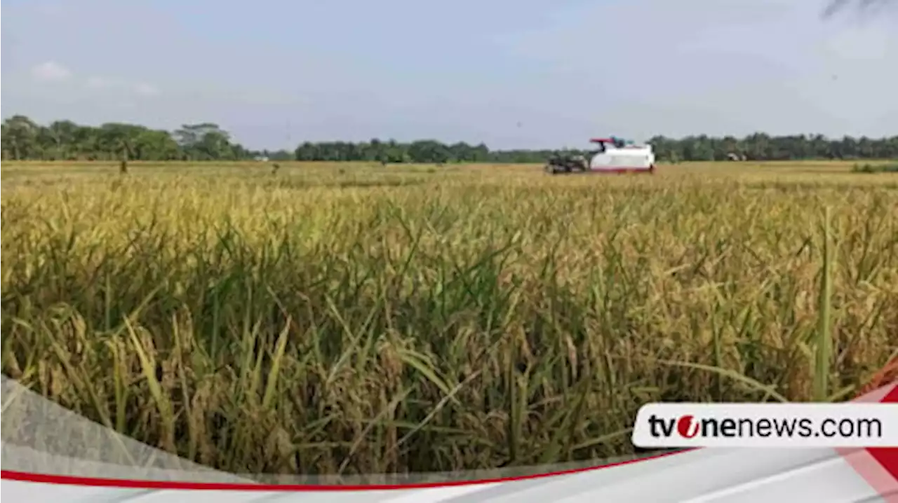 Cerita Kelam: Dari Lumbung Padi ke Kebun Sawit - Ancaman Ekspansi Sawit ke Lahan Sawah