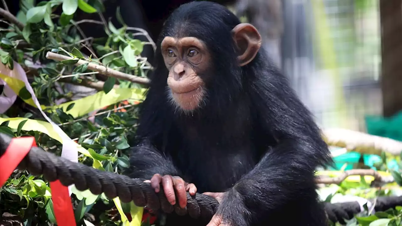 Gandali the chimp survives snakebite at Queensland zoo after mistaking eastern brown for toy