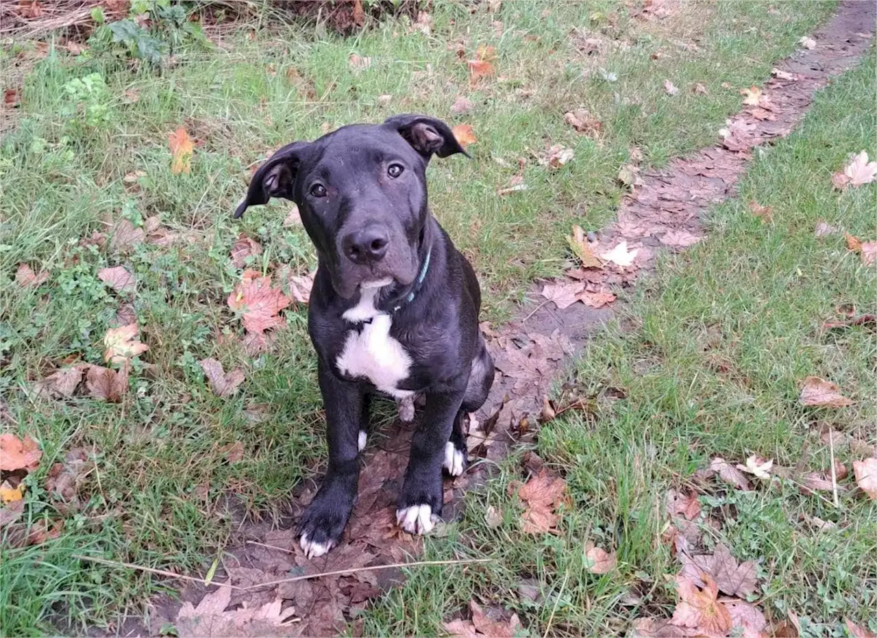 Protection animale : cette association des Yvelines va au secours des chiens dits « dangereux »