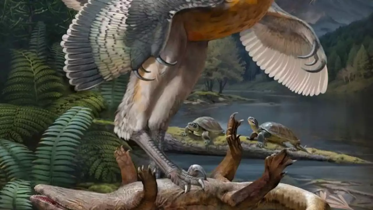 'Bizarre' long-legged bird-like dinosaur has scientists enthralled