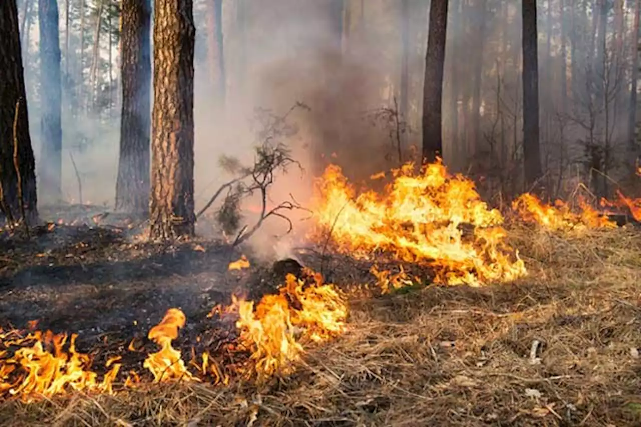 Brand in einem Waldgebiet bei Neustrelitz