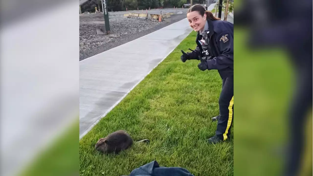 Mounties, SPCA rescue injured beaver in Langford