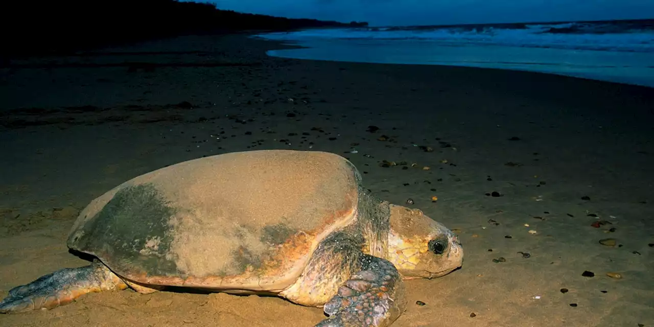 Tote Riesenschildkröte taucht aus der Nordsee auf – Gewicht: eine halbe Tonne