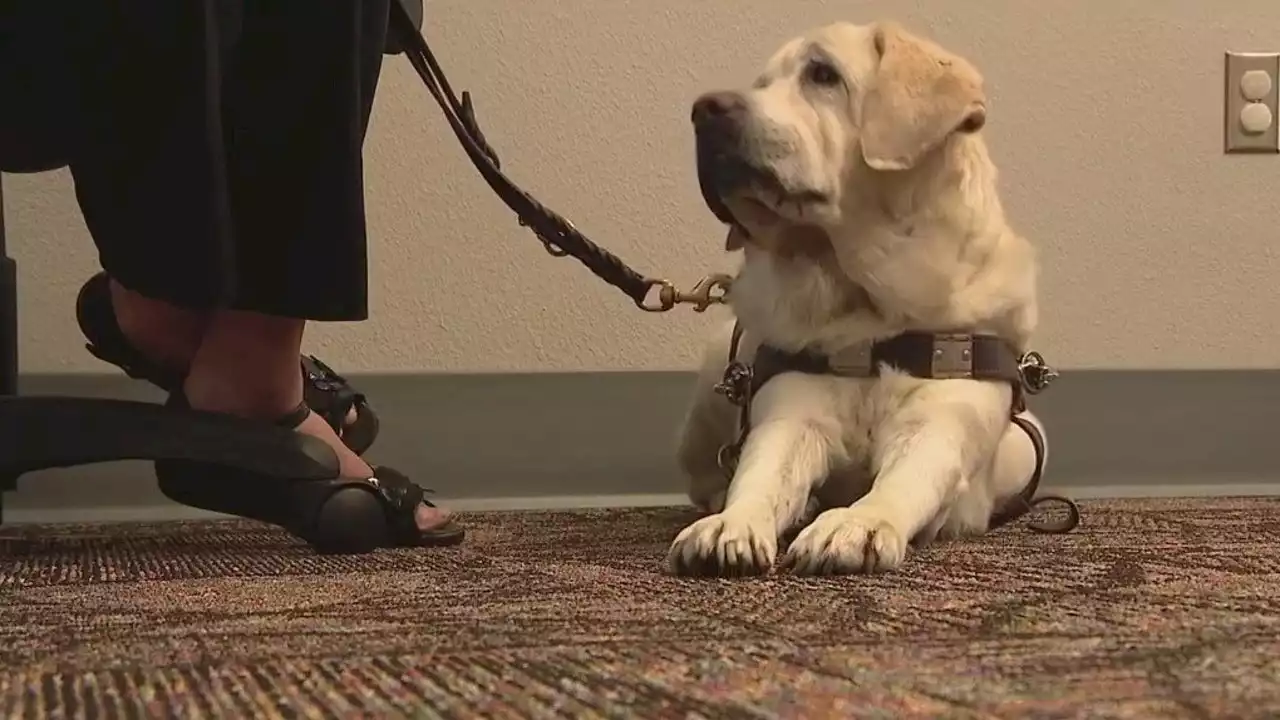 Visually impaired Arizona woman describes her guide dog as 'life-changing'