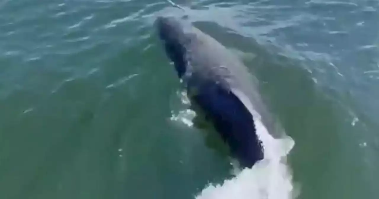 Trio of playful dolphins in River Clyde caught on camera by delighted onlooker