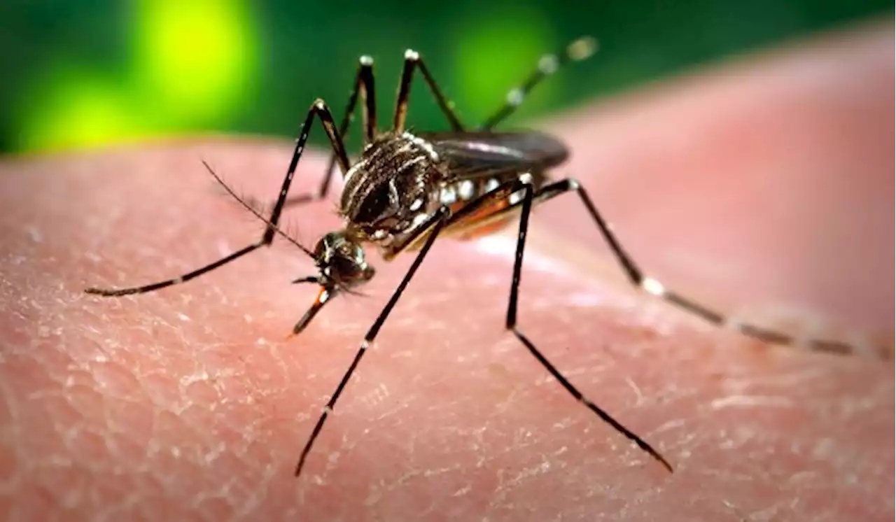 Hamilton moves risk for West Nile virus infection to high after local human case discovered