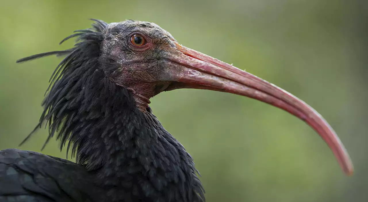 Il rarissimo Ibis eremita a Rieti e poi condotto in Maremma