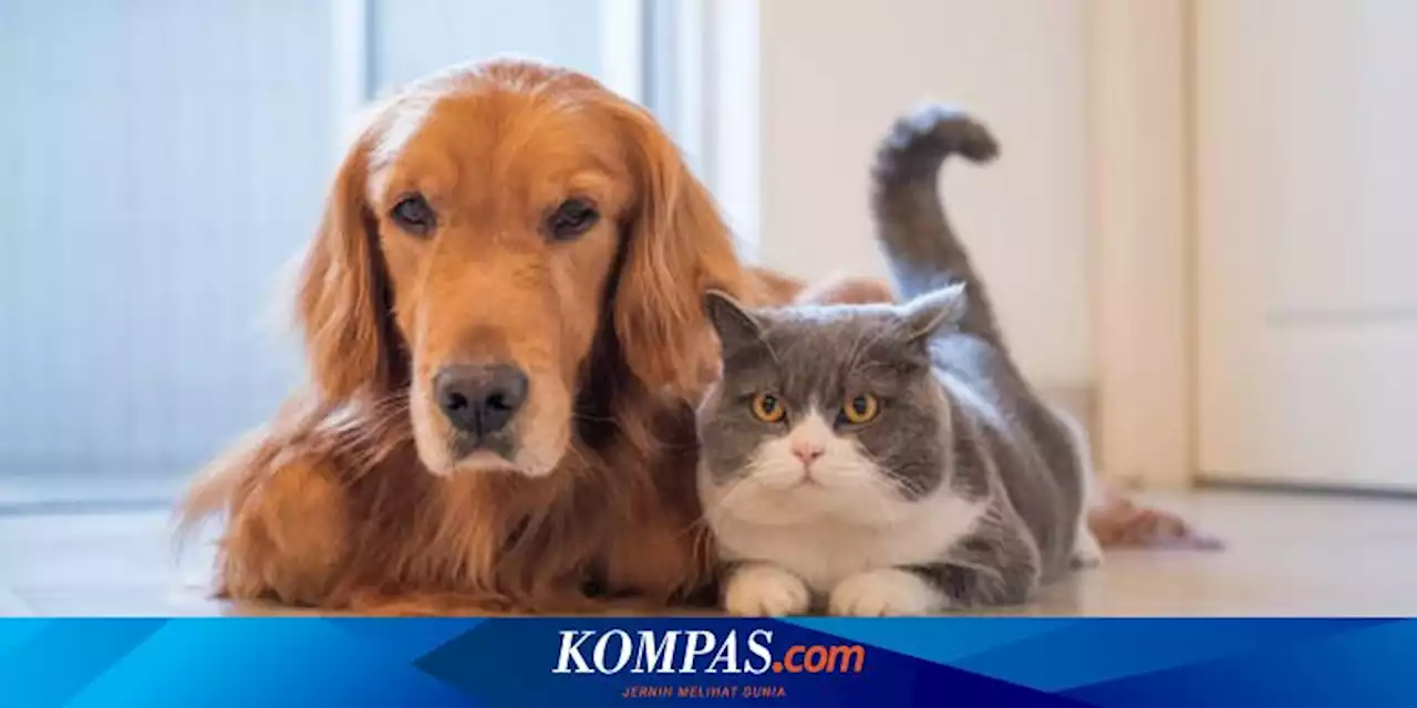 Tidak Banyak Diketahui, Ini 5 Persamaan Unik antara Kucing dan Anjing