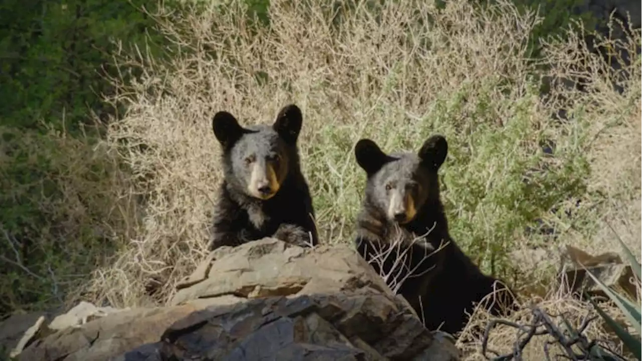 H-E-B releasing conservation-focused documentary films as part of ‘Our Texas, Our Future’ campaign