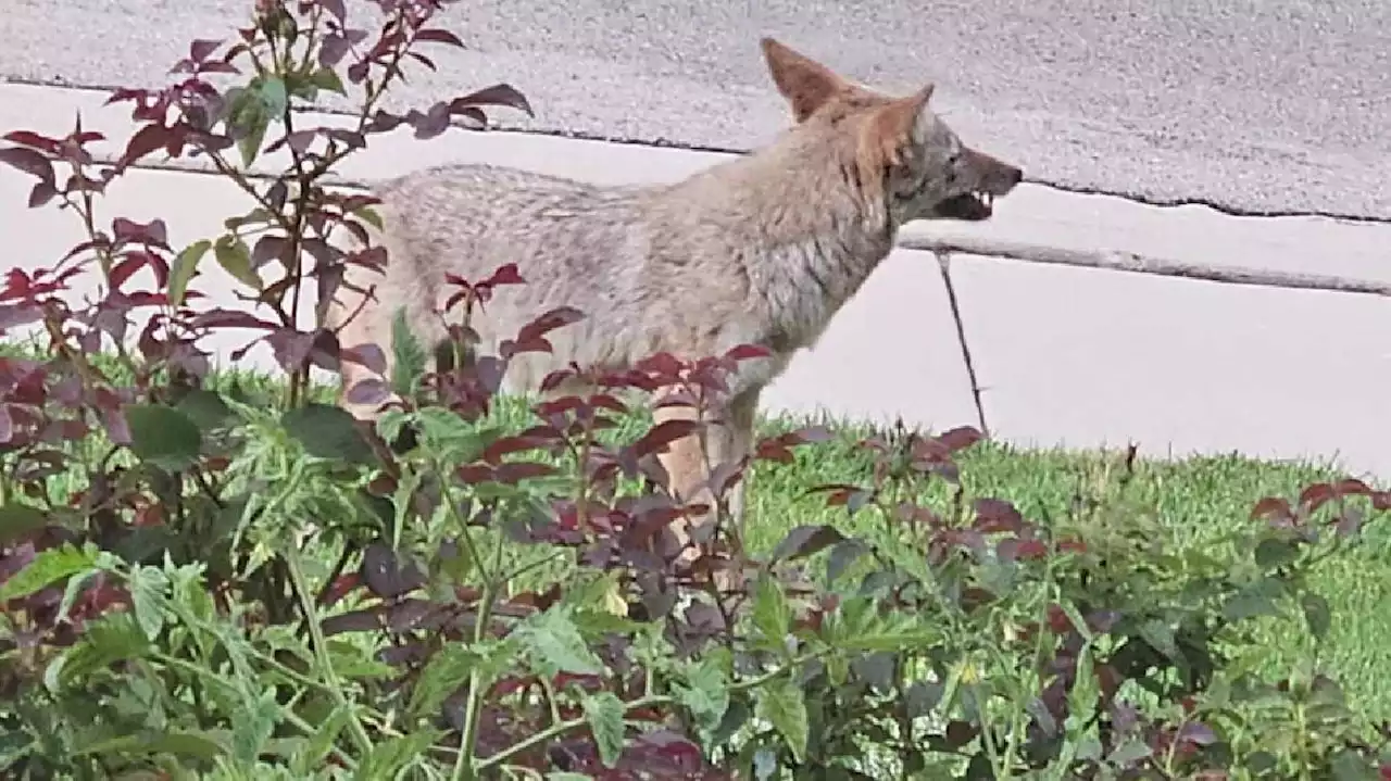 Sandy coyote attacks on the rise; multiple owners with lost pets