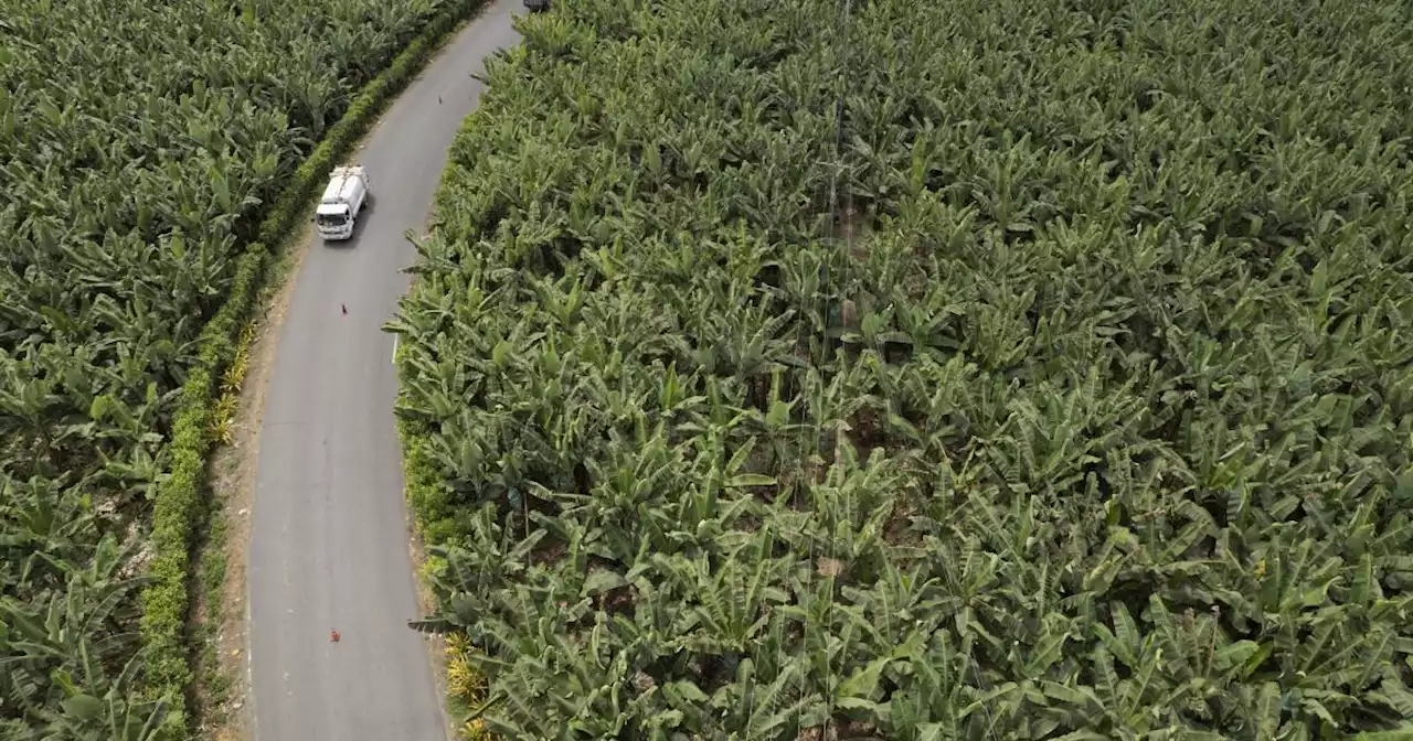 Ecuador anuncia mayor control en la exportación de banano, ante cargamentos contaminados con cocaína