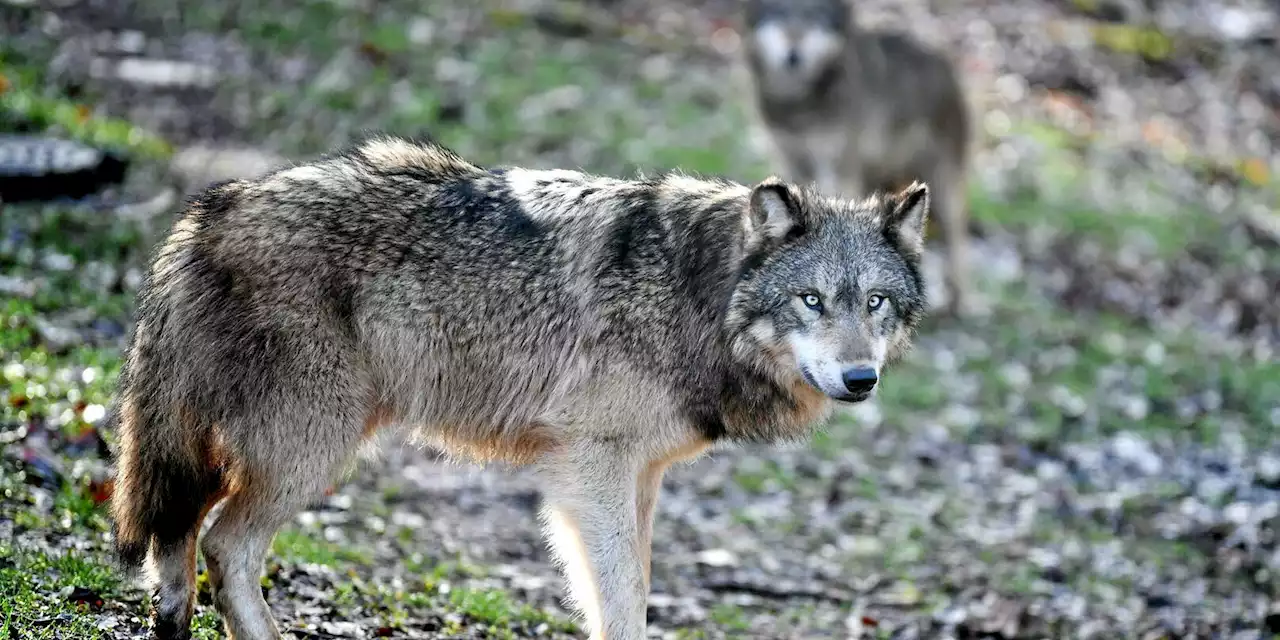 France : le nombre de loups en nette augmentation