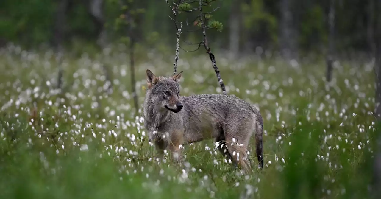 Toujours plus de loups en Belgique : le désarroi des éleveurs face aux attaques