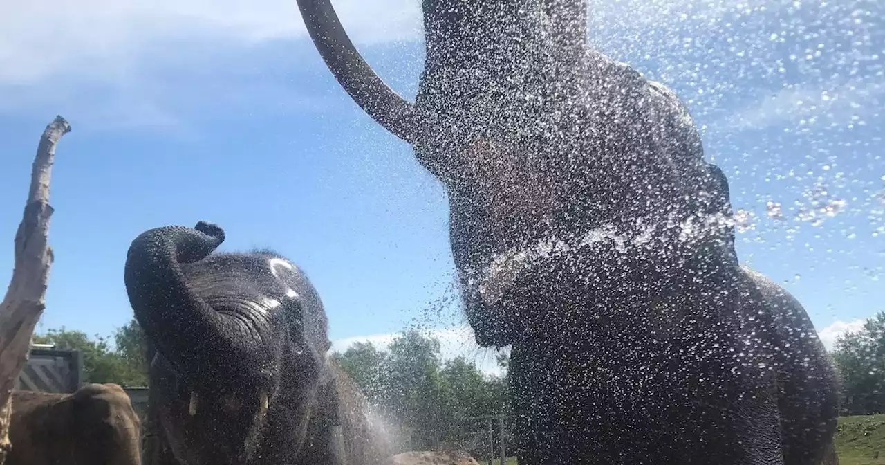 Blackpool Zoo lays on icy treats to keep animals cool in heatwave