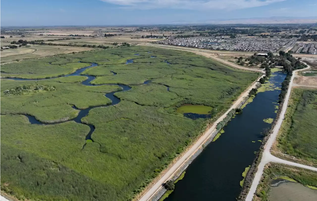 Restored Delta tidal marsh fights climate change and attracts wildlife, native species