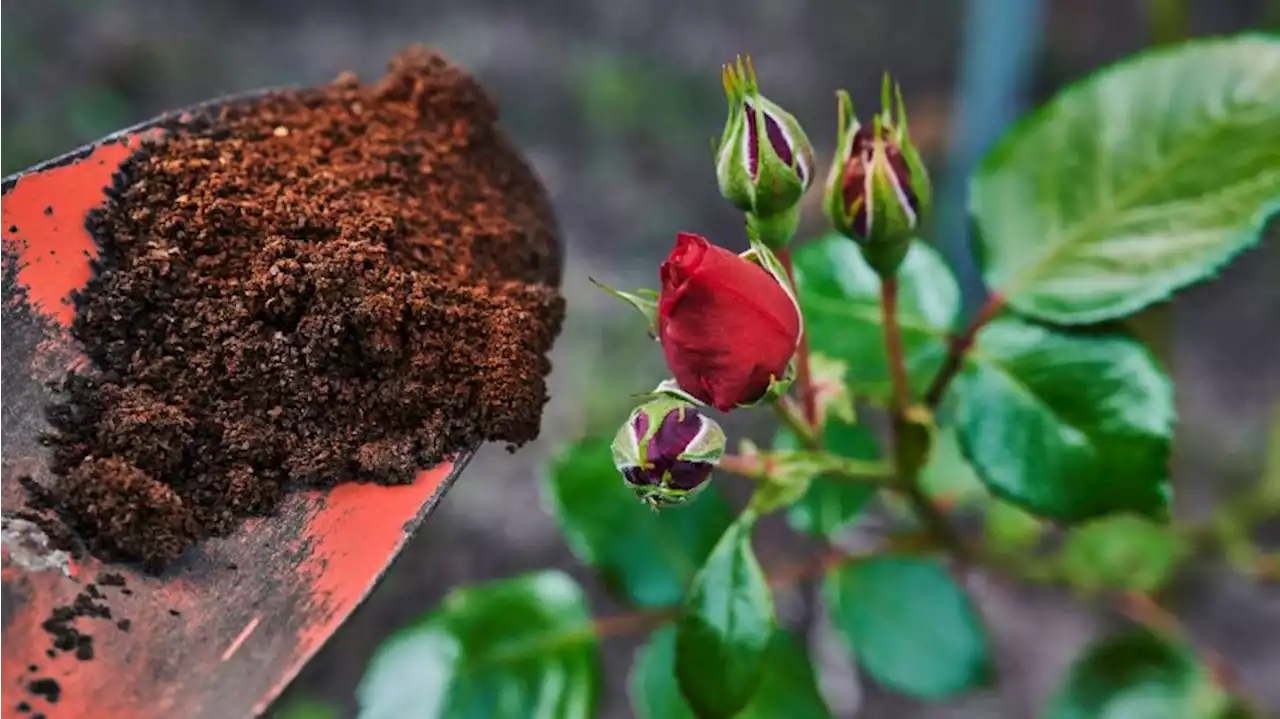 Kaffee im Garten nutzen: Diese Fehler haben fatale Folgen