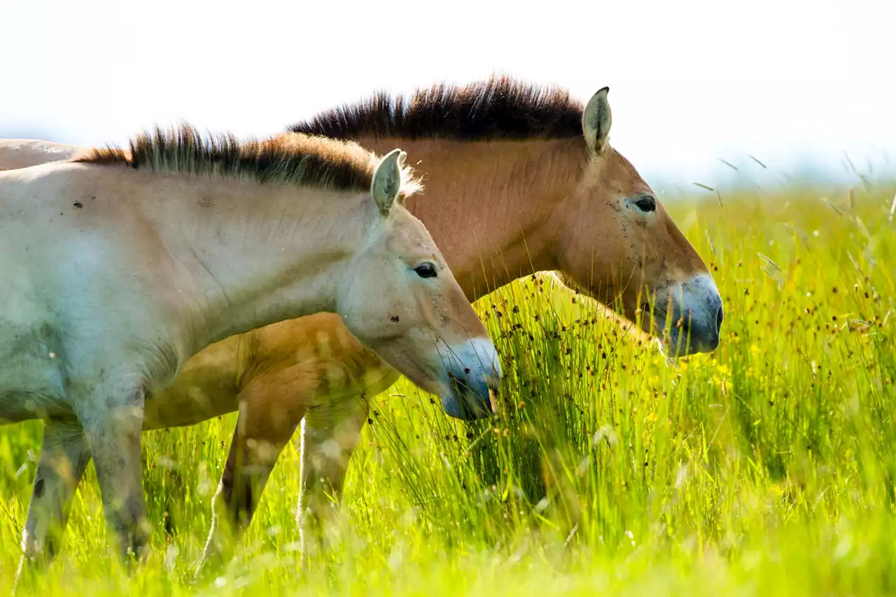 Forscher enträtseln Familienleben der Przewalski-Pferde