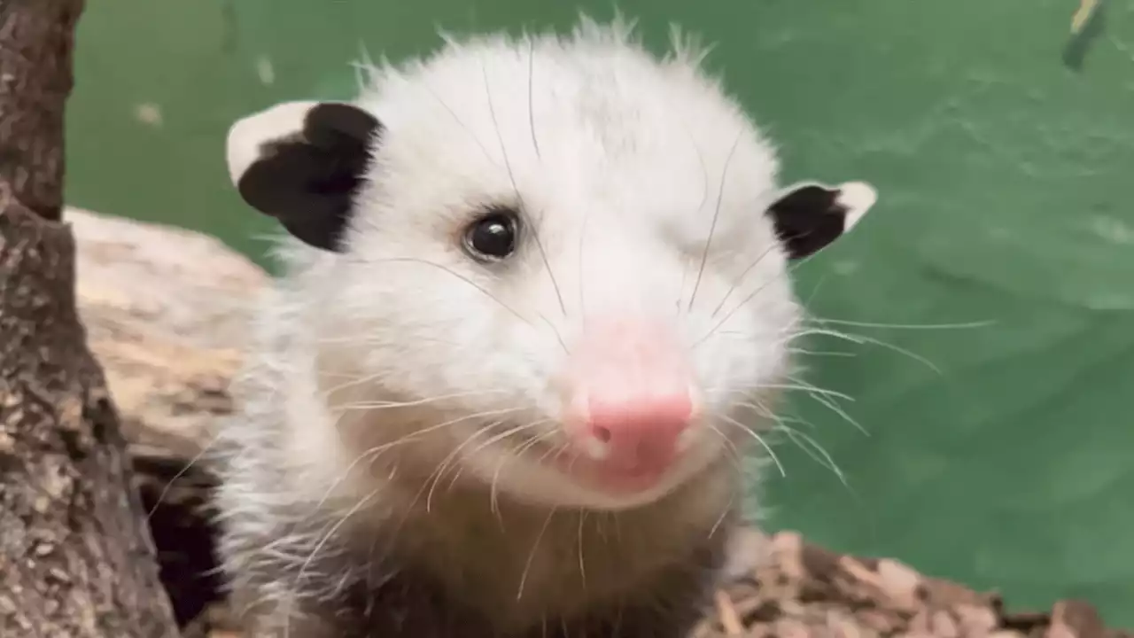 Meet Basil, the National Zoo's one-eyed opossum that ‘enjoys being cozy'