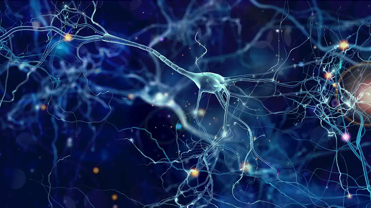 Breakthrough brain cell discovery shocks neuroscientists