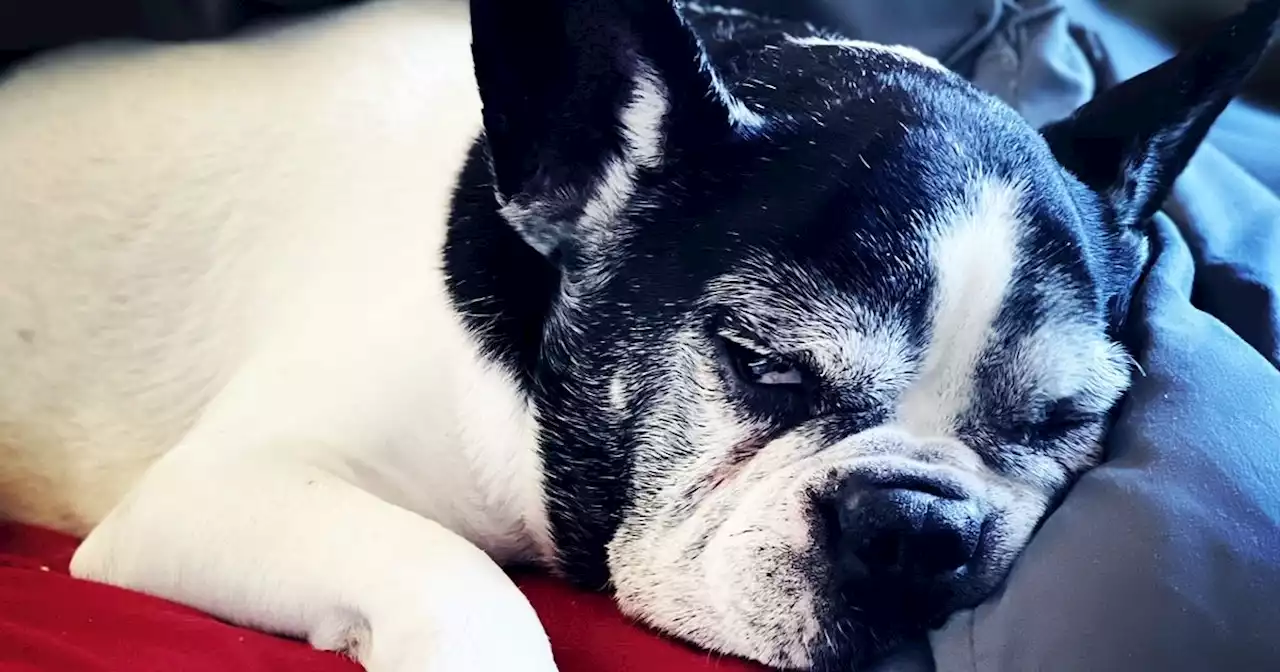 'Oldest' Frenchie Rocco has outlived breed average by five years