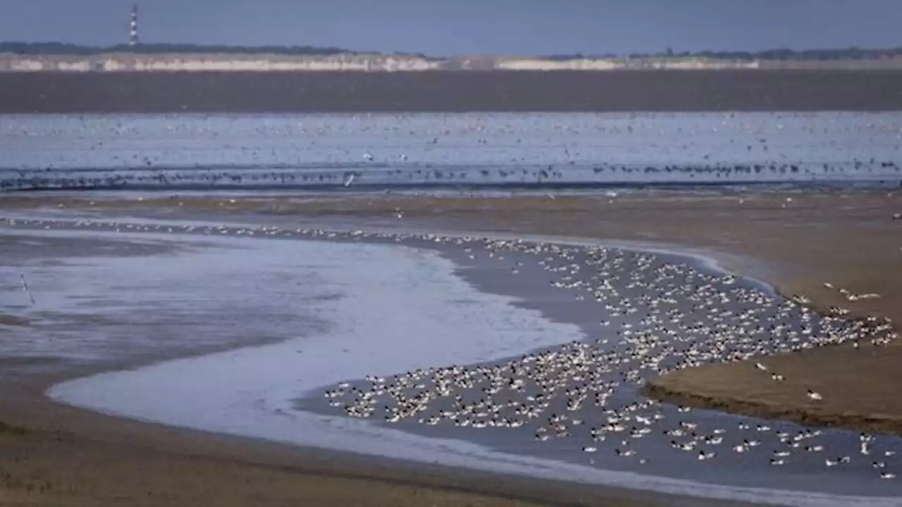 Waddenzee Unesco-status bedreigd door gas- en zoutwinning: Unesco tikt Nederland op vingers