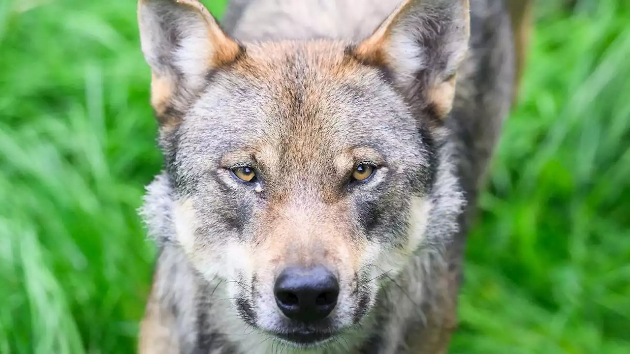 Auch NRW will Wolfsabschuss in Problemfällen erleichtern