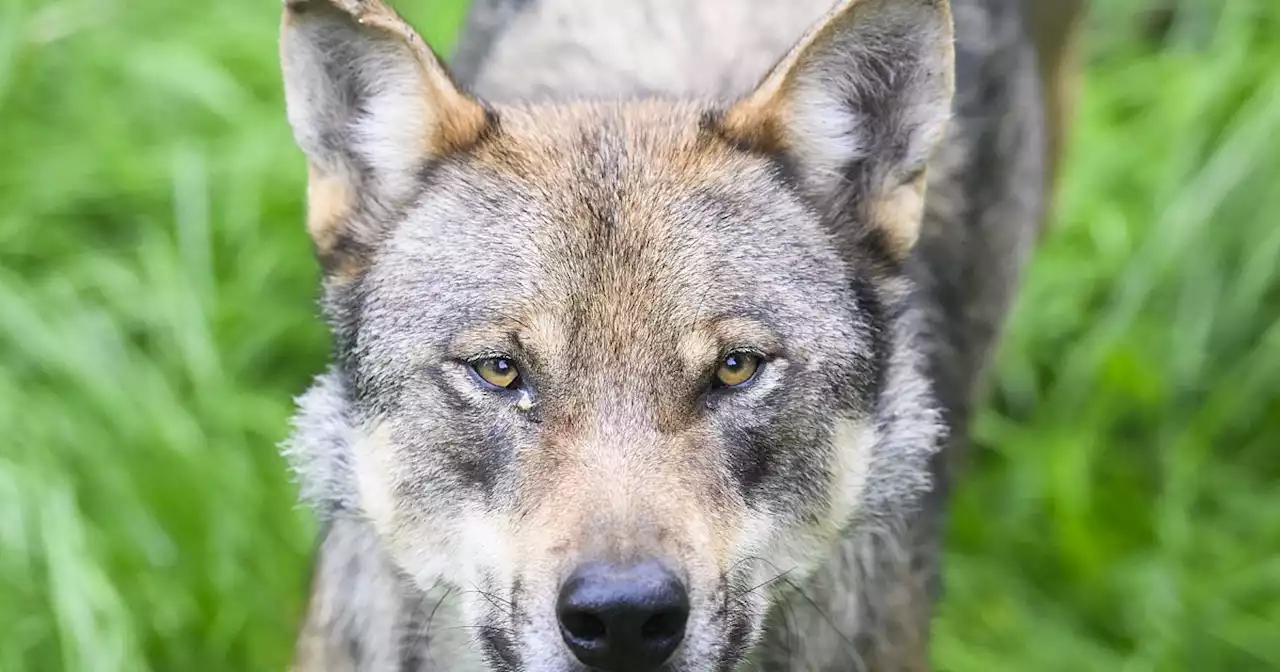 Auch NRW will Wolfsabschuss in Problemfällen erleichtern