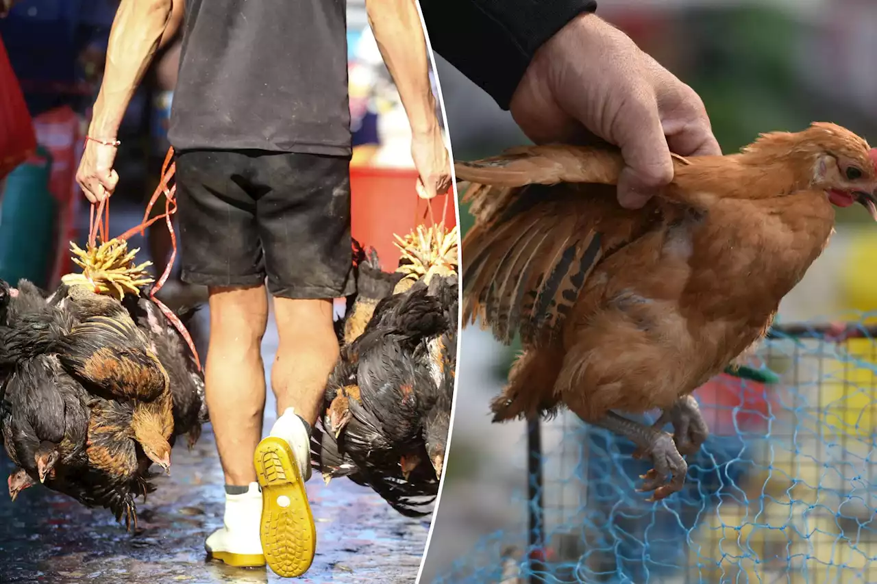 New bird flu mutation could leave humans ‘vulnerable to infection’: experts