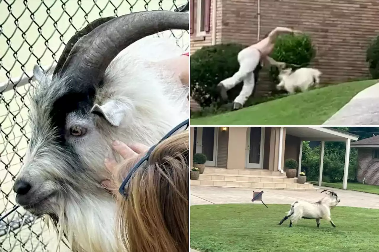 Shirtless Alabama man attempts to tackle notorious loose goat in hilarious video