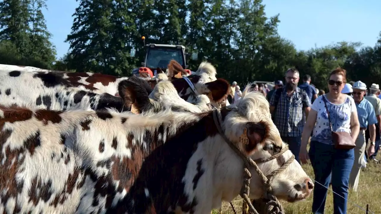 184 animaux à la Fête de la terre de Malicorne