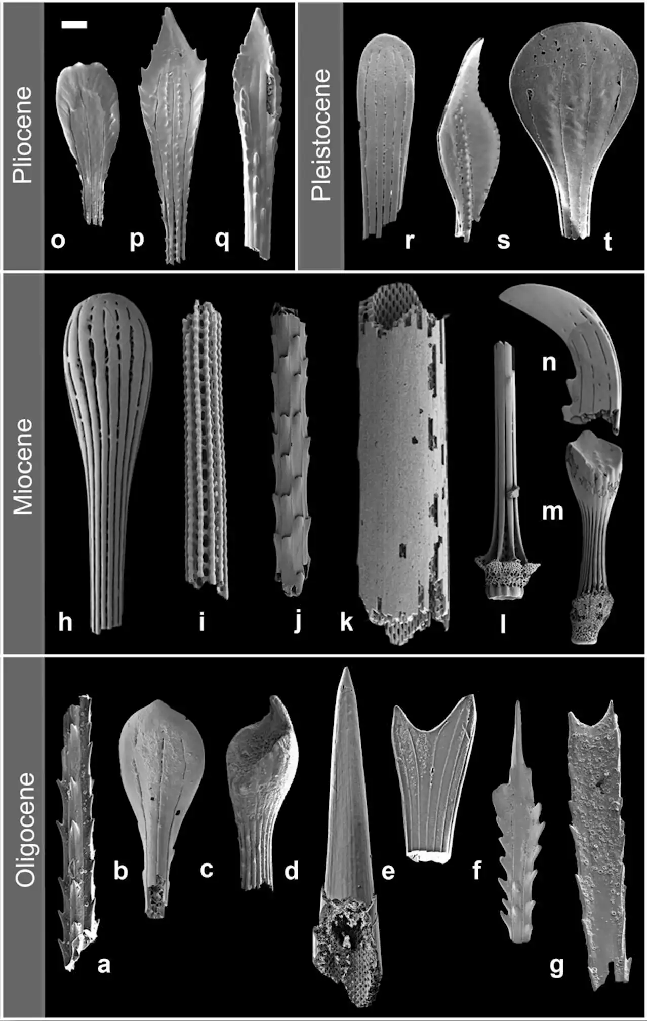 Fossil spines reveal deep sea's past