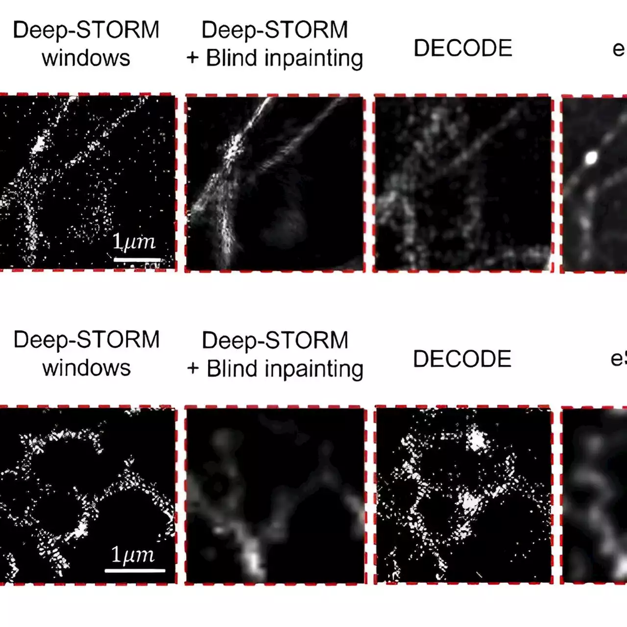 New tech enables scientists to see living cells' organelles in motion at super-high resolution