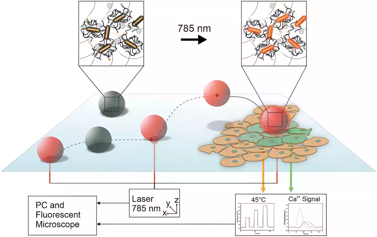The first microrobots capable of navigating within groups of cells and stimulating individual cells