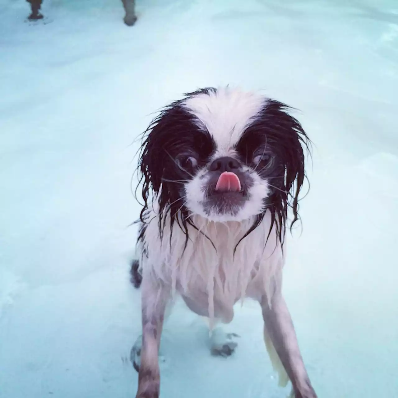 Doggie Day Swim is Saturday September 9th!