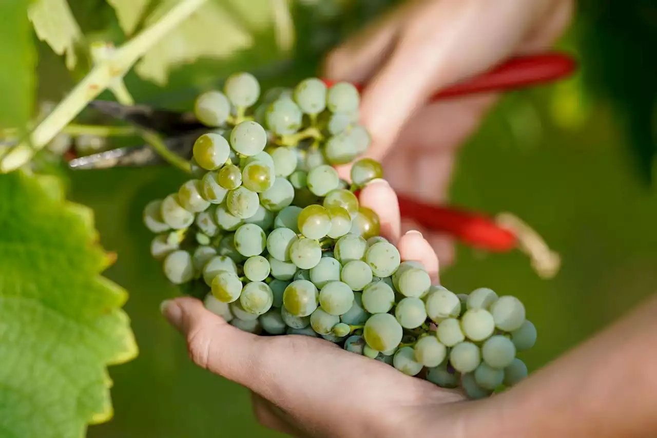 Weinlese beginnt: Nachfrage leicht gesunken