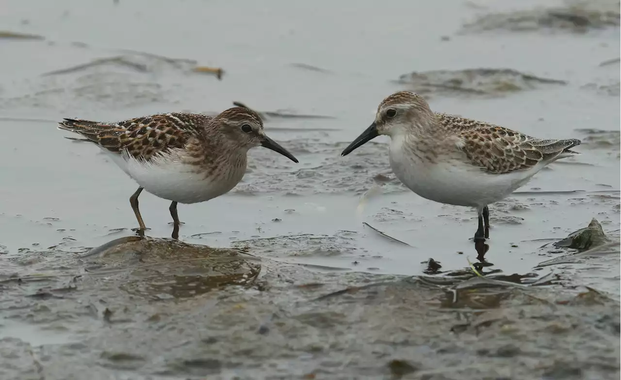 BRUCE MACTAVISH: Identifying shorebirds can be a challenge for even experienced birdwatchers, but it's worth the effort