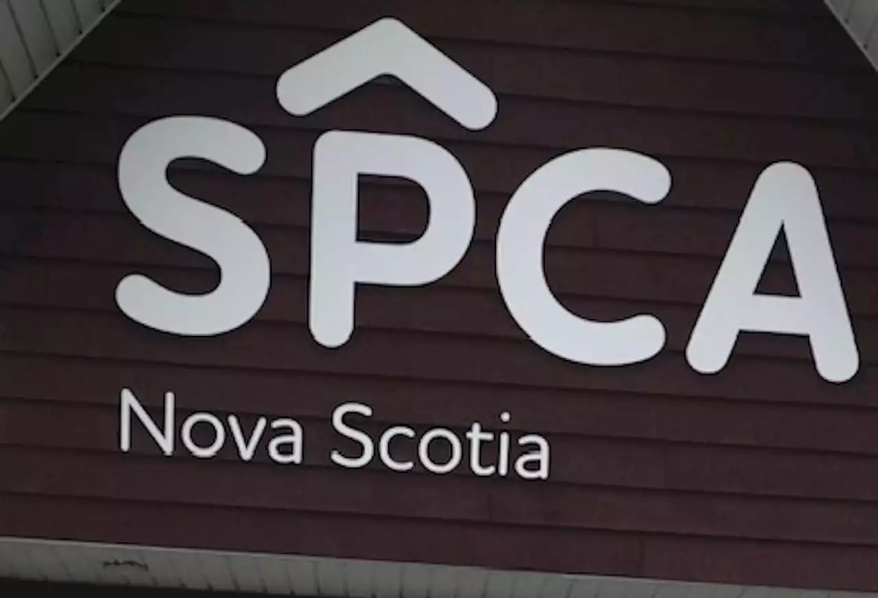 Nova Scotia SPCA facing surge in animal surrenders, limited space