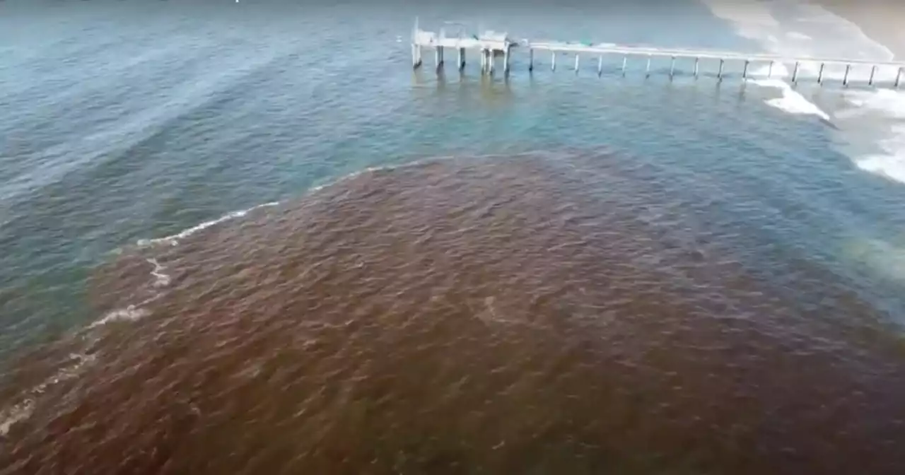 Study by La Jolla scientists shows how strong-swimming plankton create red tides