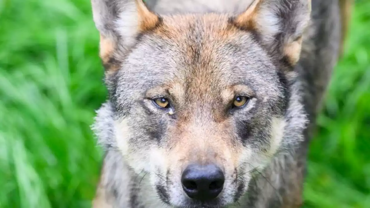 Auch NRW will Wolfsabschuss in Problemfällen erleichtern