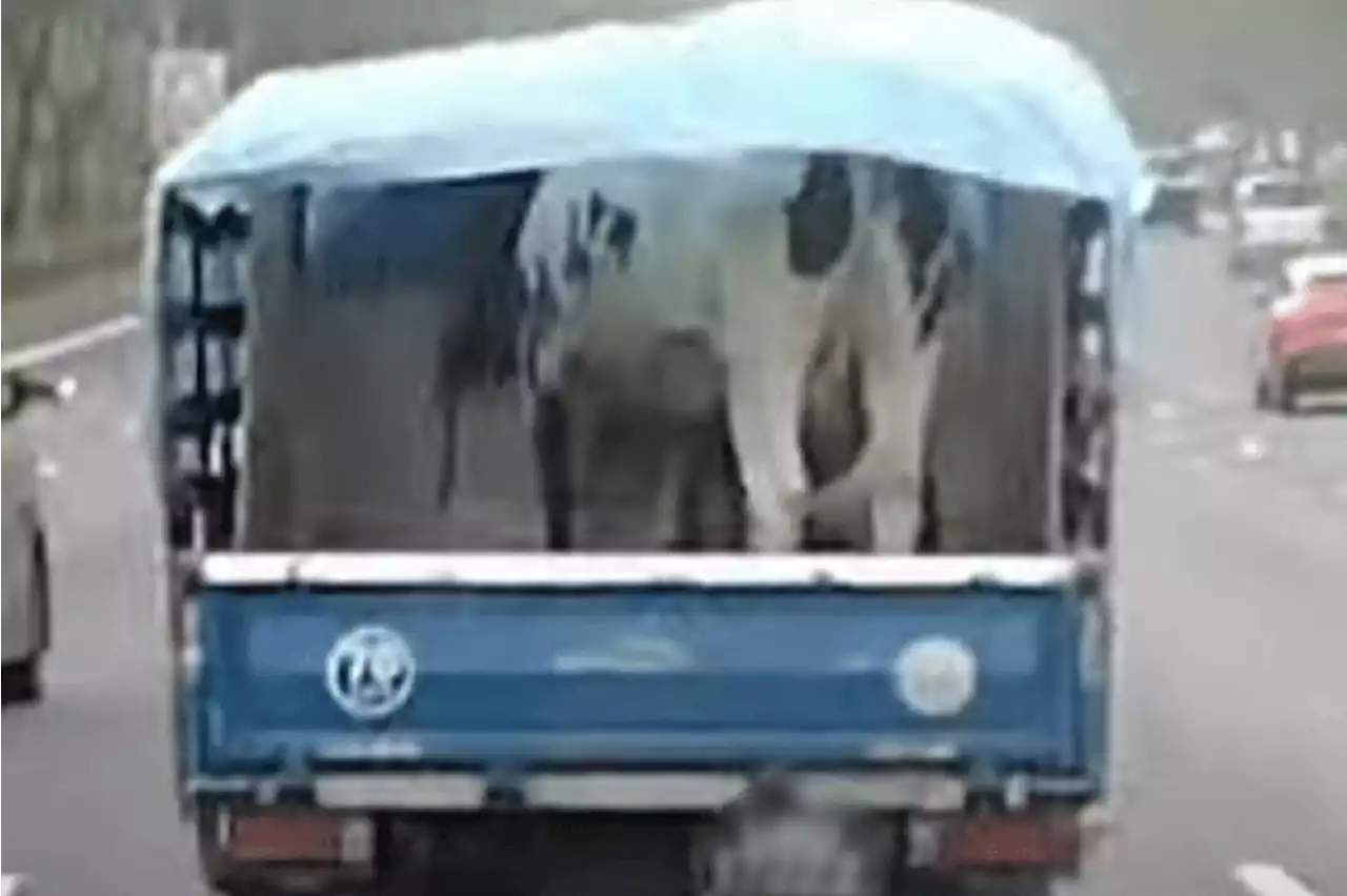 Cow in back of lorry on PIE draws mixed reactions, including concerns over road safety