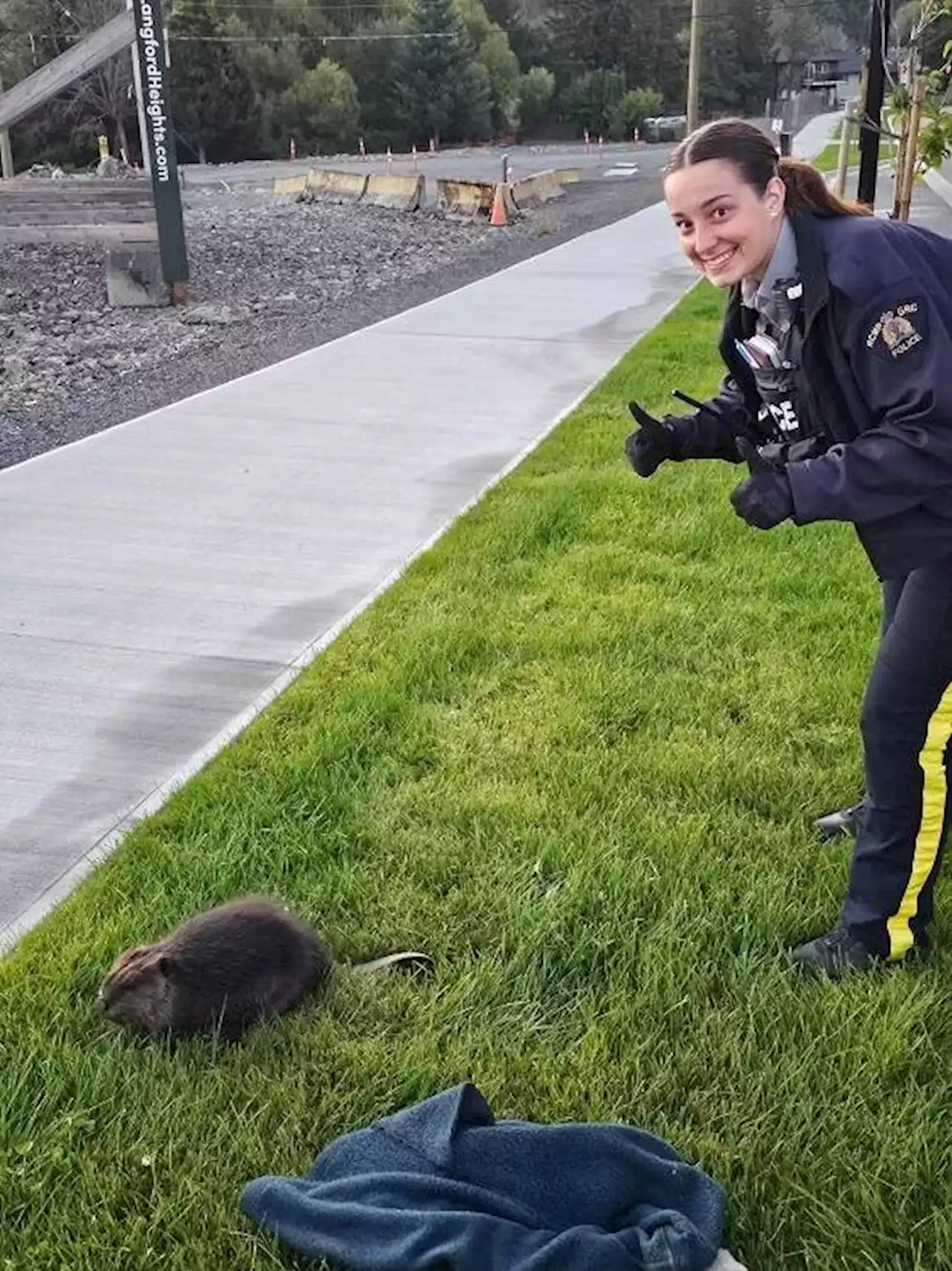 West Shore RCMP officers rescue injured beaver