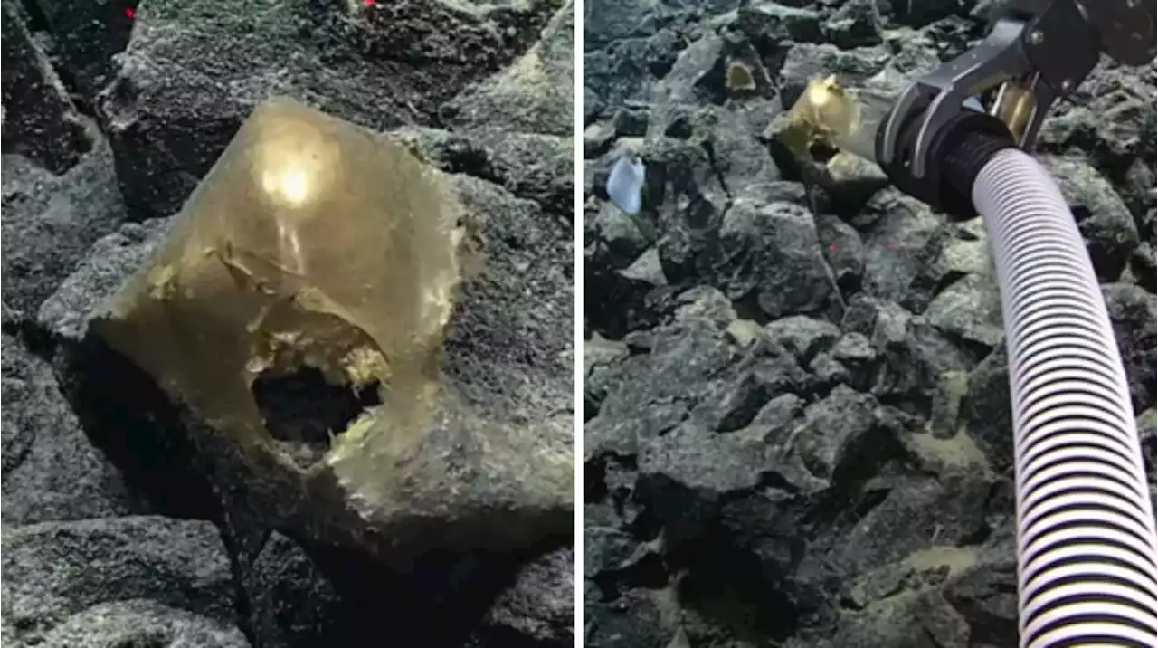 Increíble hallazgo en el mar: científicos descubrieron un extraño “huevo dorado” e investigan su origen